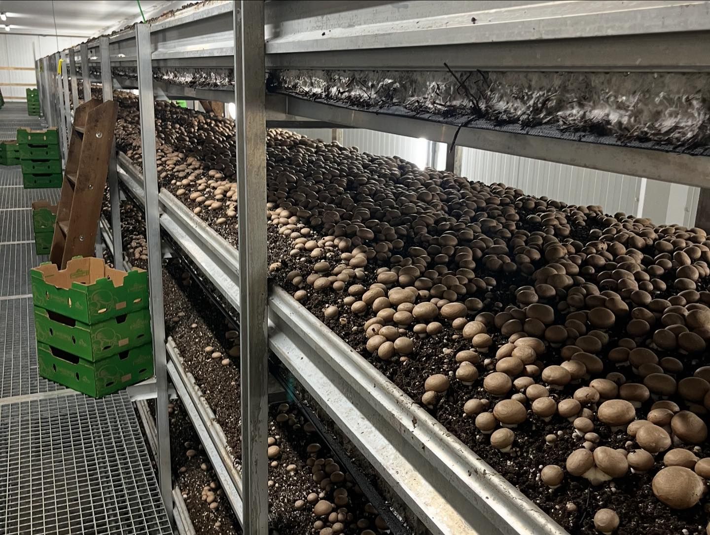 growing mushrooms in substrate